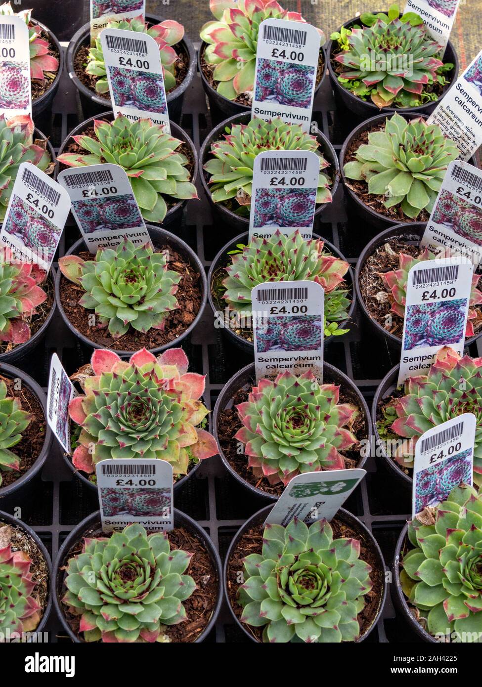 Rows of Sempervivum calcareum houseleek succulent alpine cactus plants growing in small pots with tags / labels on sale in UK garden centre. Stock Photo