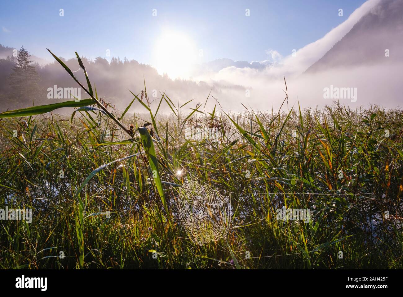 Germany, Bavaria, Mittenwald, Spider web hanging between reeds growing in Ferchensee lake at misty sunrise Stock Photo