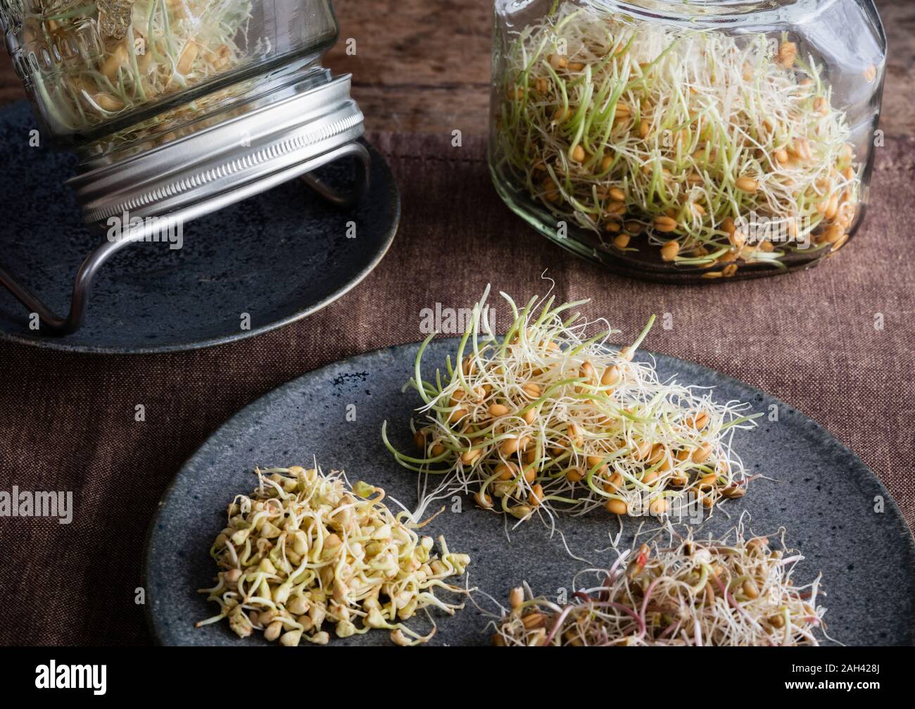Plate with various sprouts Stock Photo