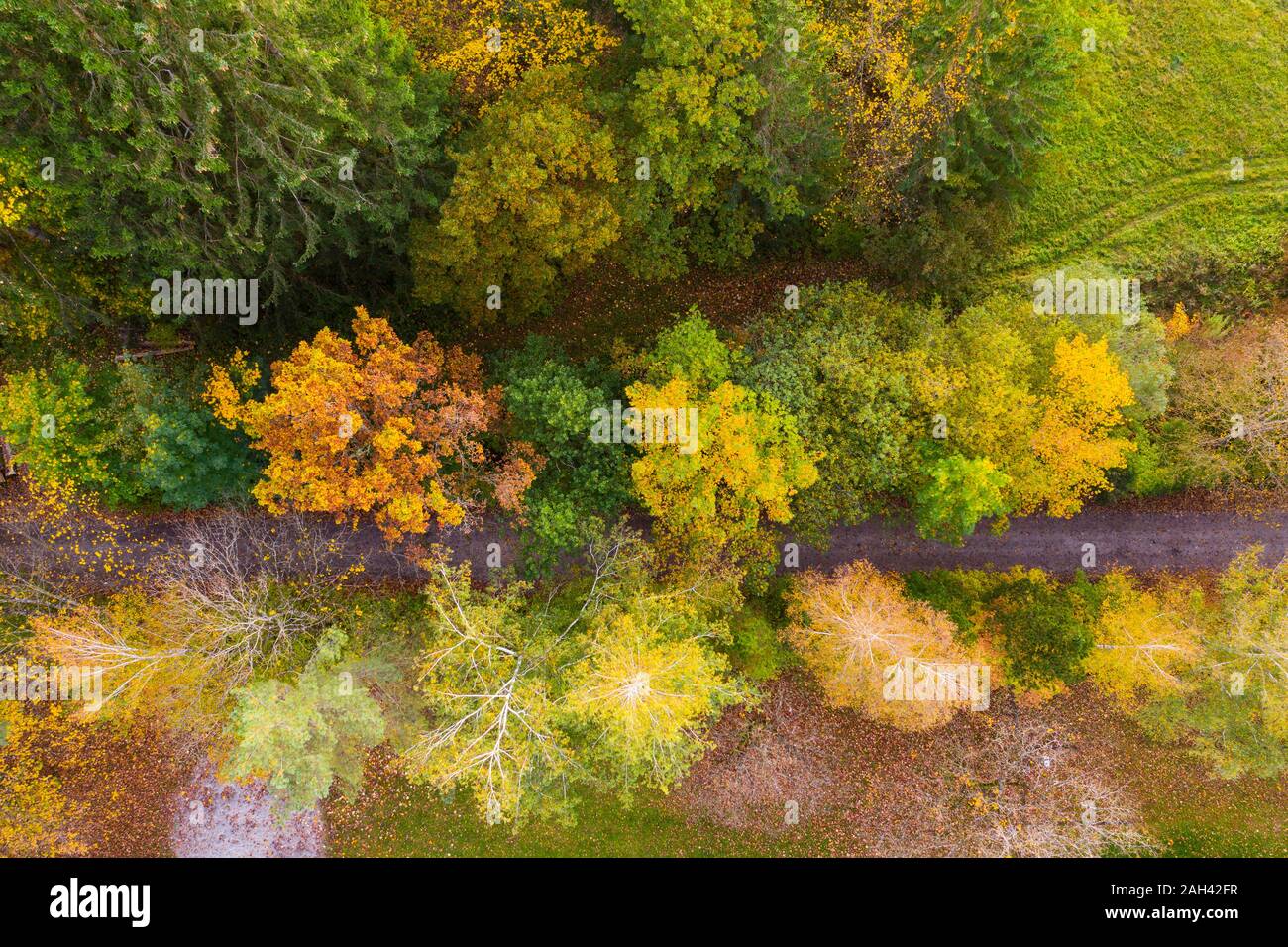 Germany, Bavaria, Upper Bavaria, Toelzer Land, Konigsdorf, Aerial view of Autumn forest and footpath Stock Photo