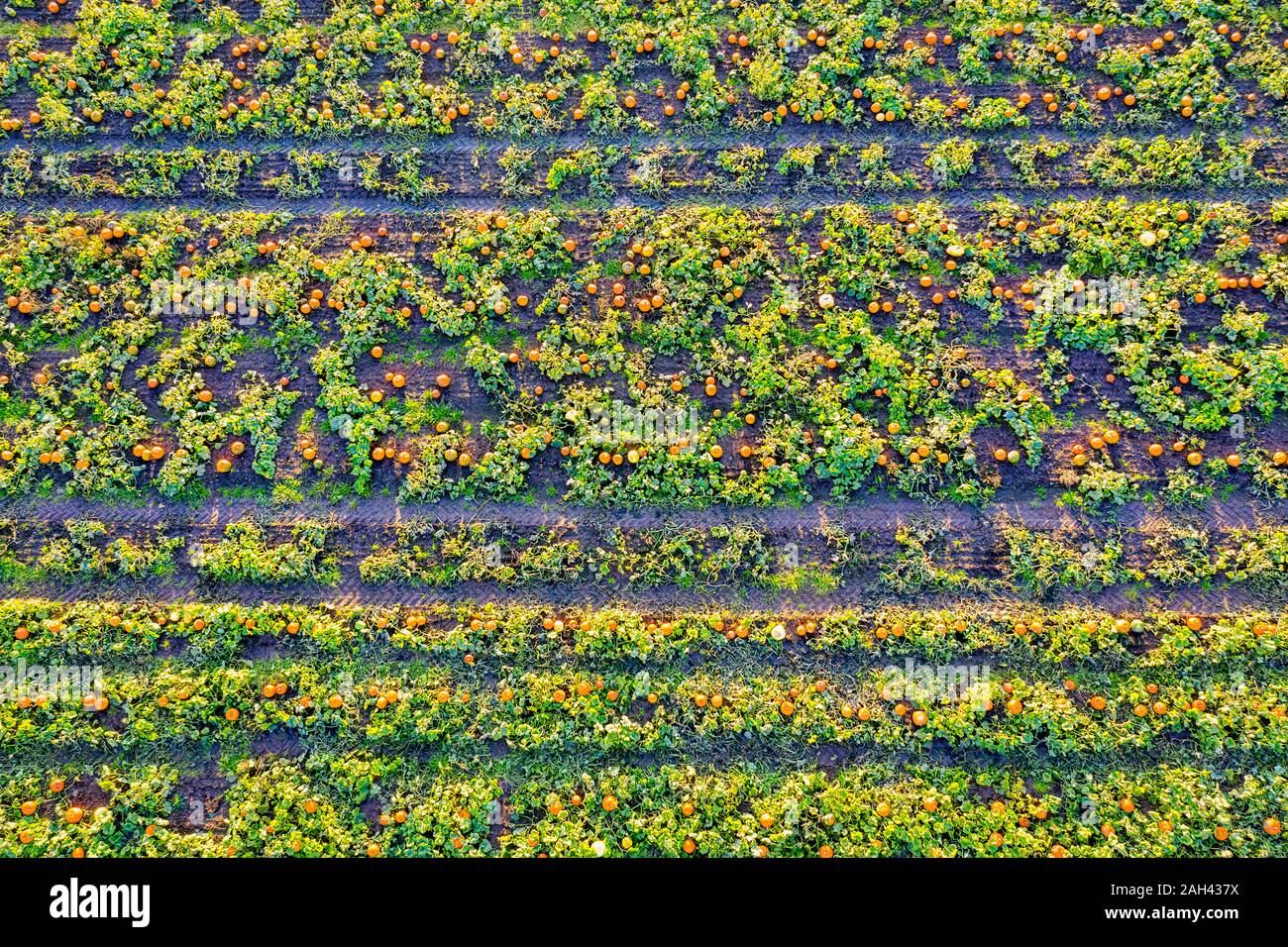 Scotland, East Lothian, Field of pumpkins (Cucurbita) Stock Photo