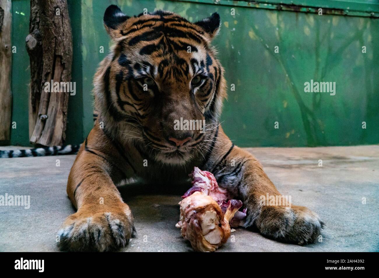 Tiger eat fresh red meat in a zoo Stock Photo