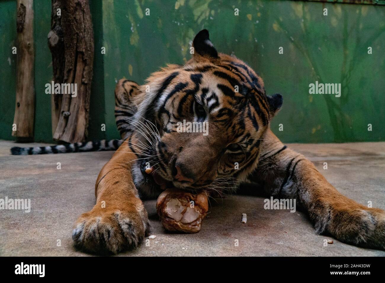 Tiger eat fresh red meat in a zoo Stock Photo Alamy