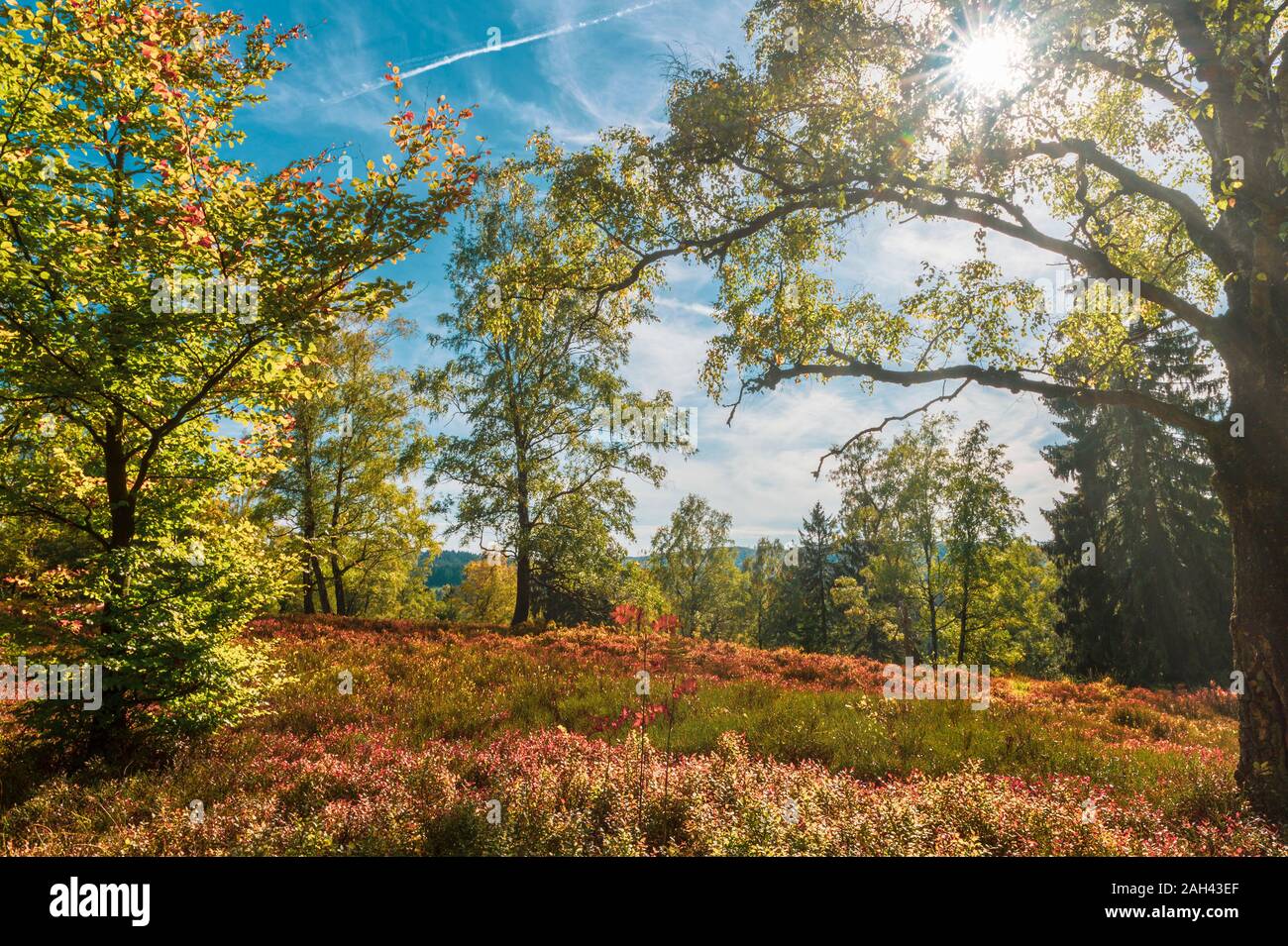 Germany, Lower Saxony, Extertal, Forest, golden october Stock Photo