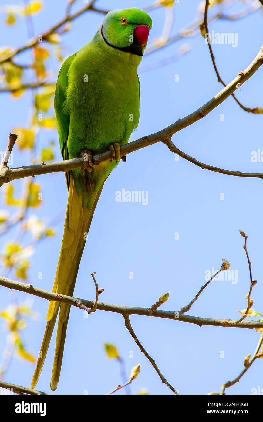 Parrot beak deals