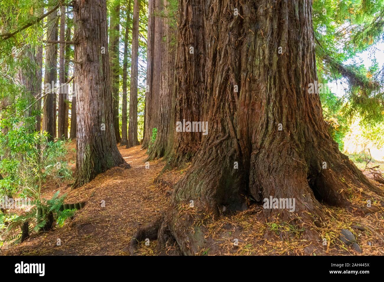 New Zealand, Oceania, North Island, Rotorua, Hamurana Springs Nature Reserve, Redwood Forest (Sequoioideae) Stock Photo