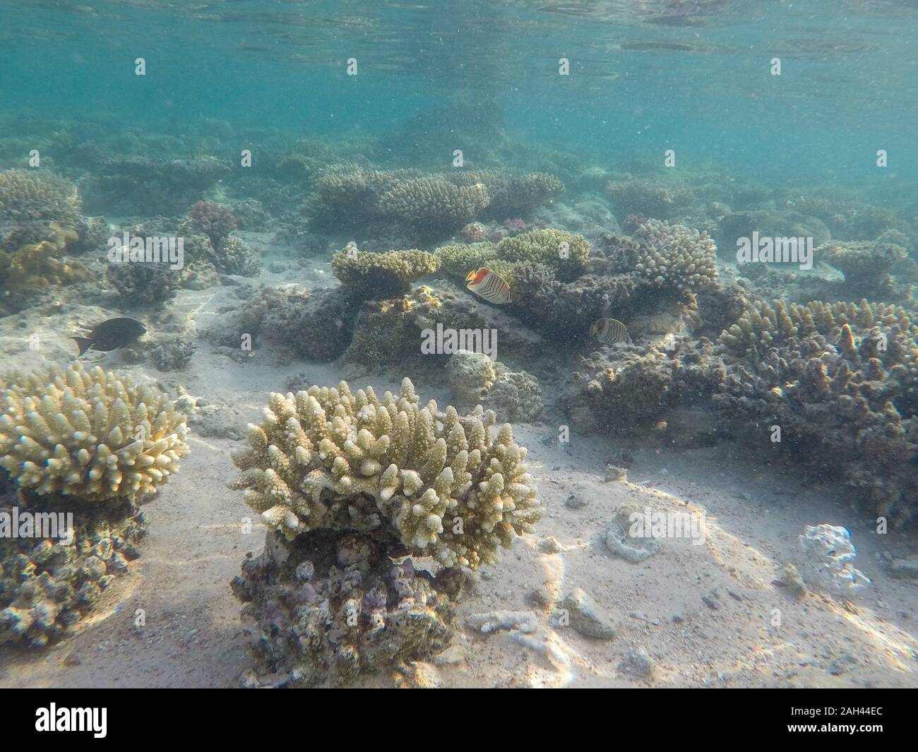 Undersea world. Corals of the Red Sea. Egypt Stock Photo
