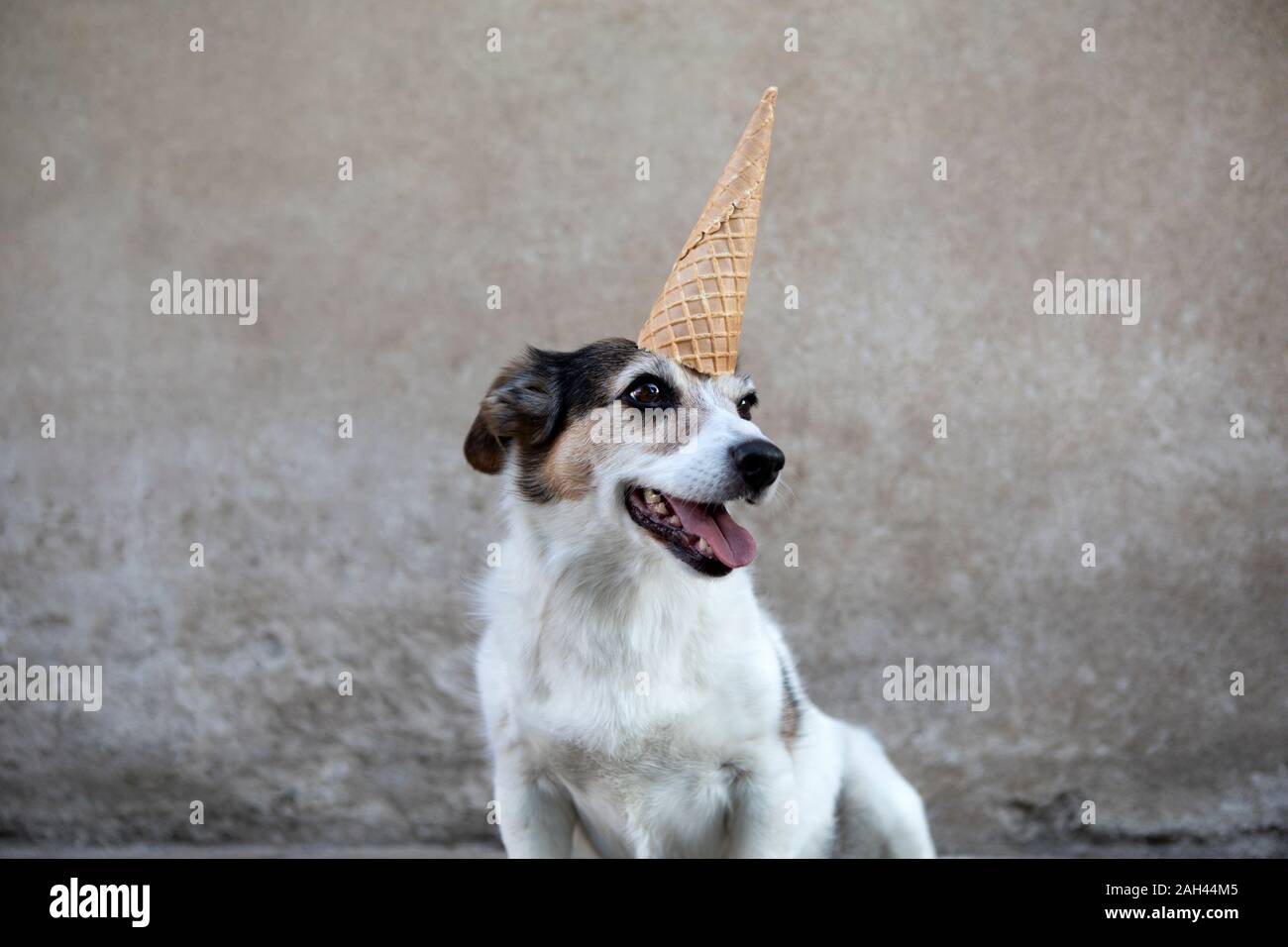 Portrait of mongrel as unicorn with ice cream cone on head Stock Photo