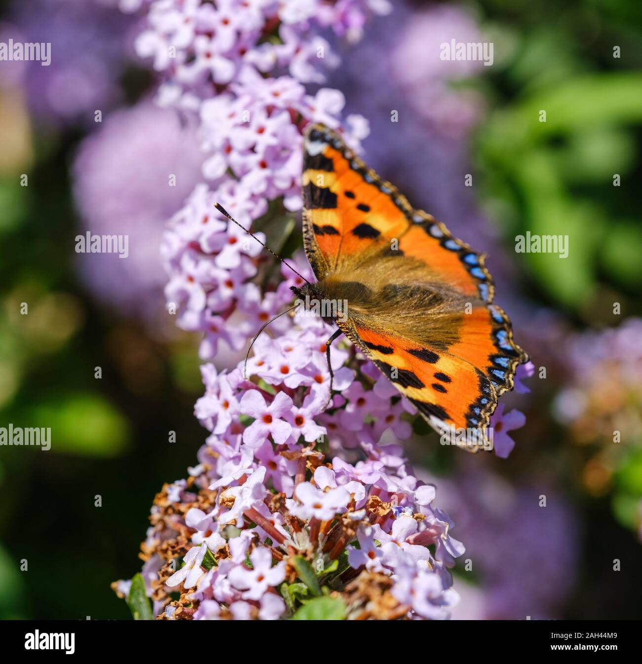 Small tortoiseshell butterfly  (Aglais urticae) on alternate-leaved butterfly-bush (Buddleja alternifolia) Stock Photo