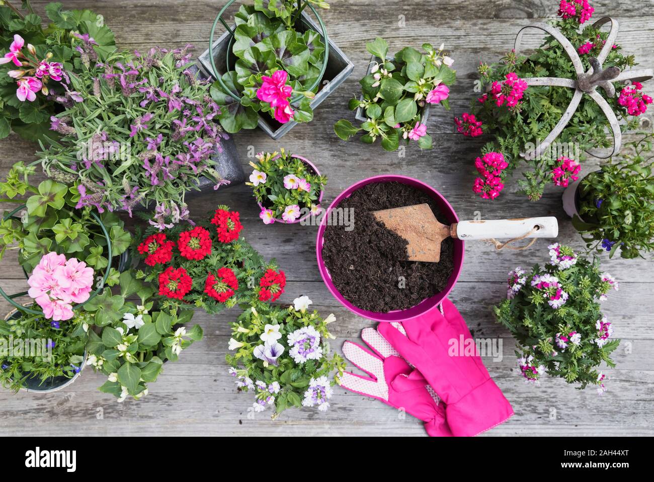 Flowers in pots and gardening gloves Stock Photo