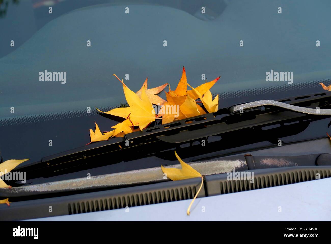 Germany, Saxony, Fallen leaves of American sweetgum (Liquidambar