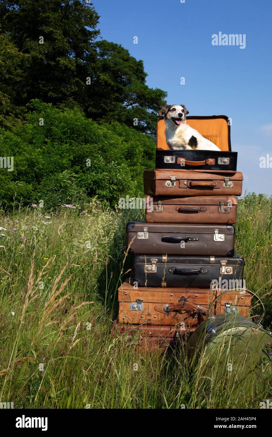 Stack of old leather suitcases with little dog on a meadow Stock Photo