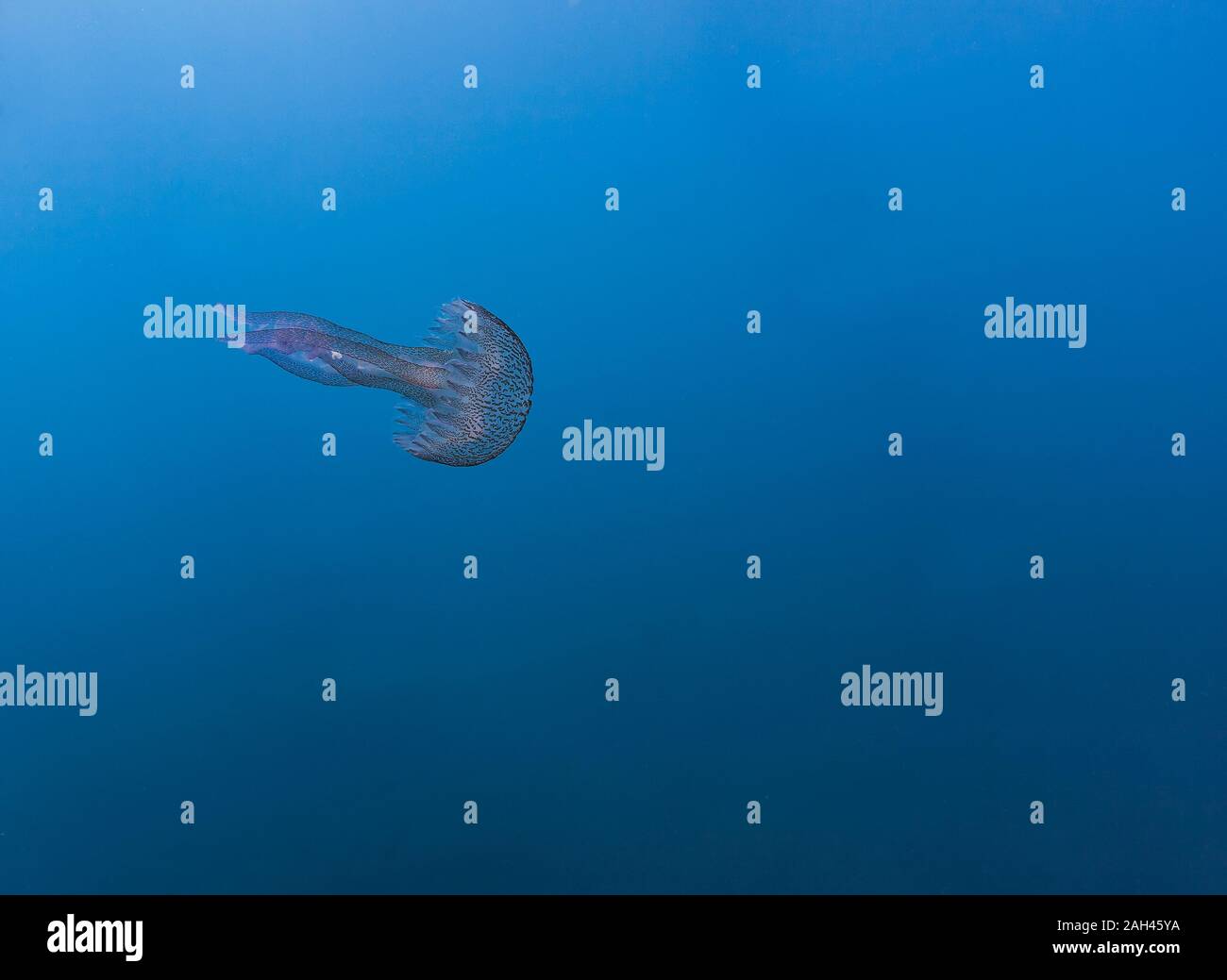 France, Corsica, Underwater view of mauve stinger (Pelagia noctiluca) swimming in blue waters of Mediterranean Sea Stock Photo
