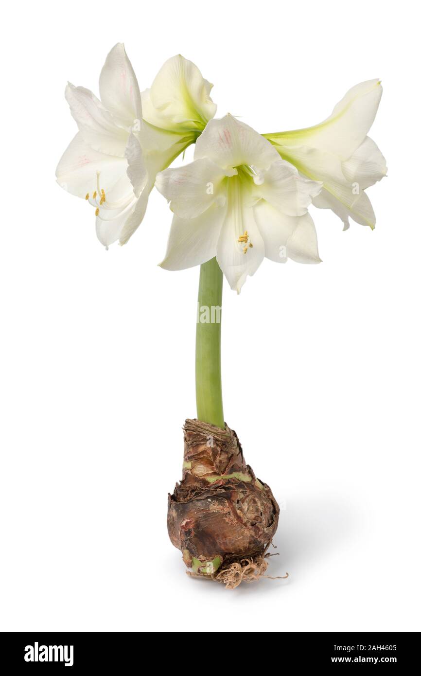 Large amaryllis bulb with four white flowers isolated on white background Stock Photo