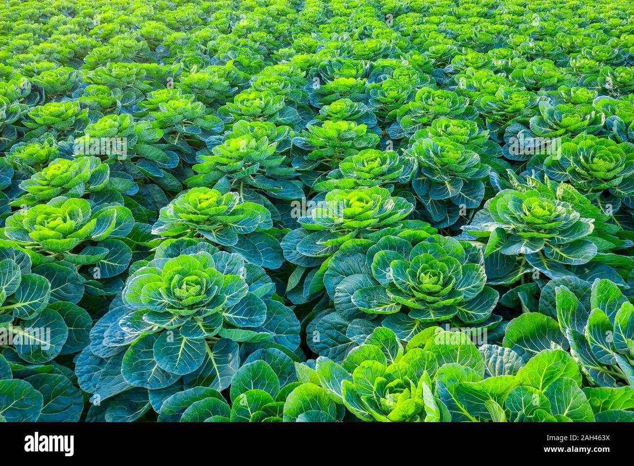 Scotland, East Lothian, Field of brussels sprouts (Brassica oleracea) Stock Photo