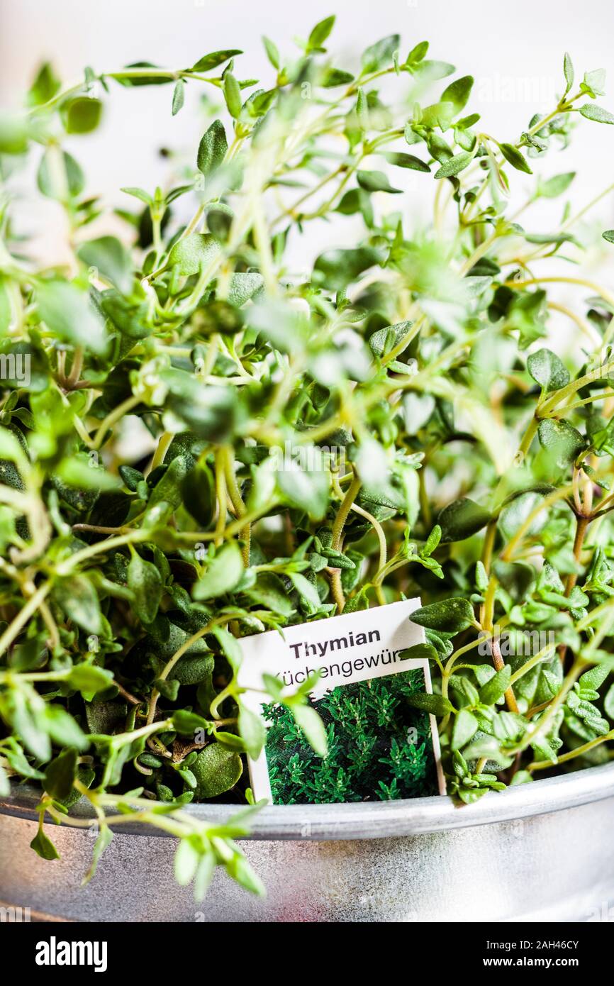 Close-up of potted thyme Stock Photo