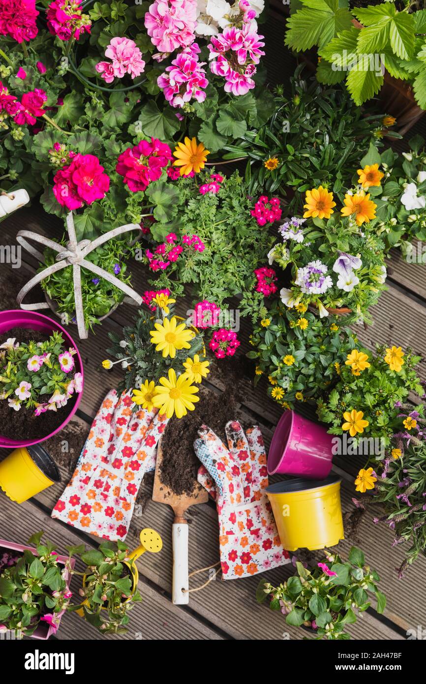 Colorful freshly potted summer flowers Stock Photo