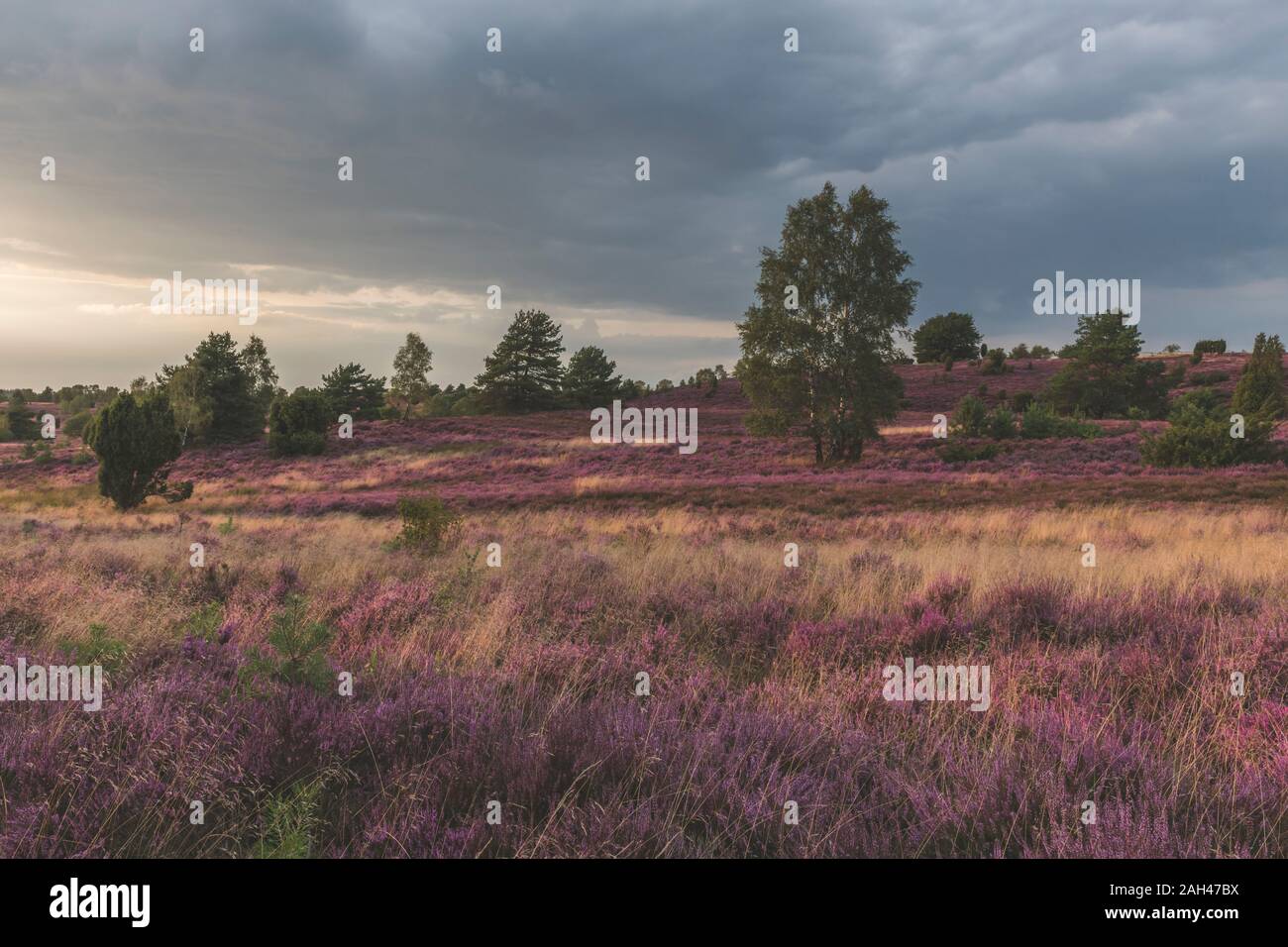 Germany, Lower Saxony, Luneburg Heath, Fields with heath at sunset Stock Photo