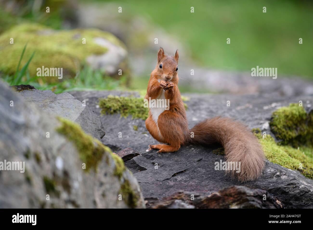 Red Squirrel eating on a rock Stock Photo