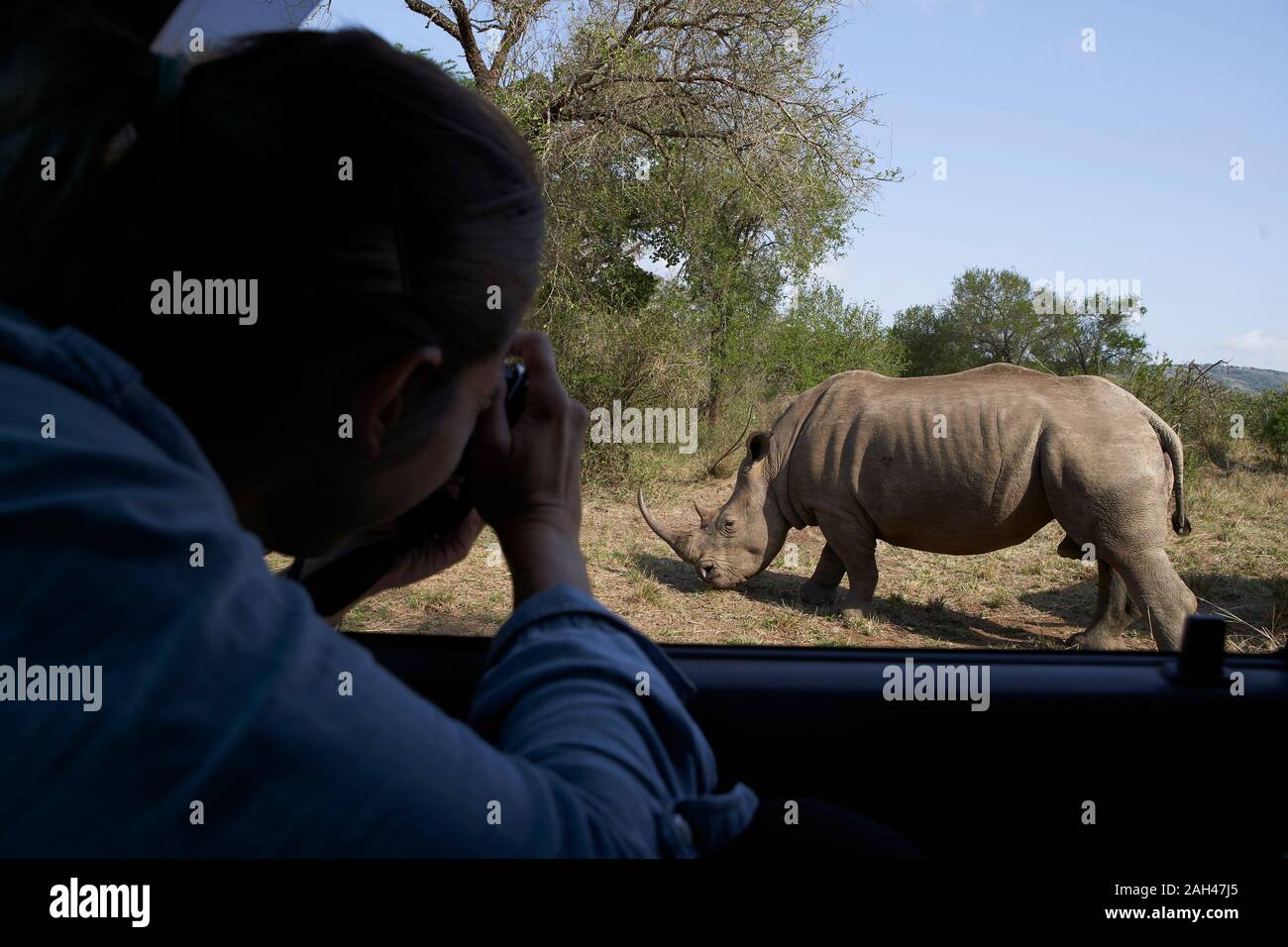 Woman taking a picture of a rhinoceros out of the car window,  Hluhluwe-Imfolozi Park, South Africa Stock Photo