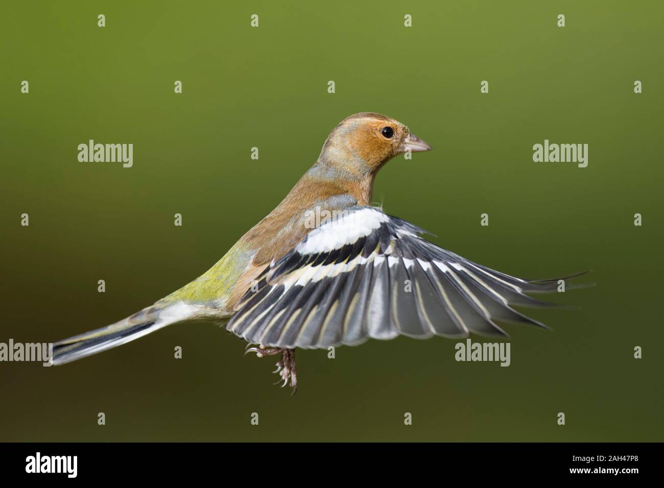 Male Chaffinch, Fringilla coelebs, flying Stock Photo