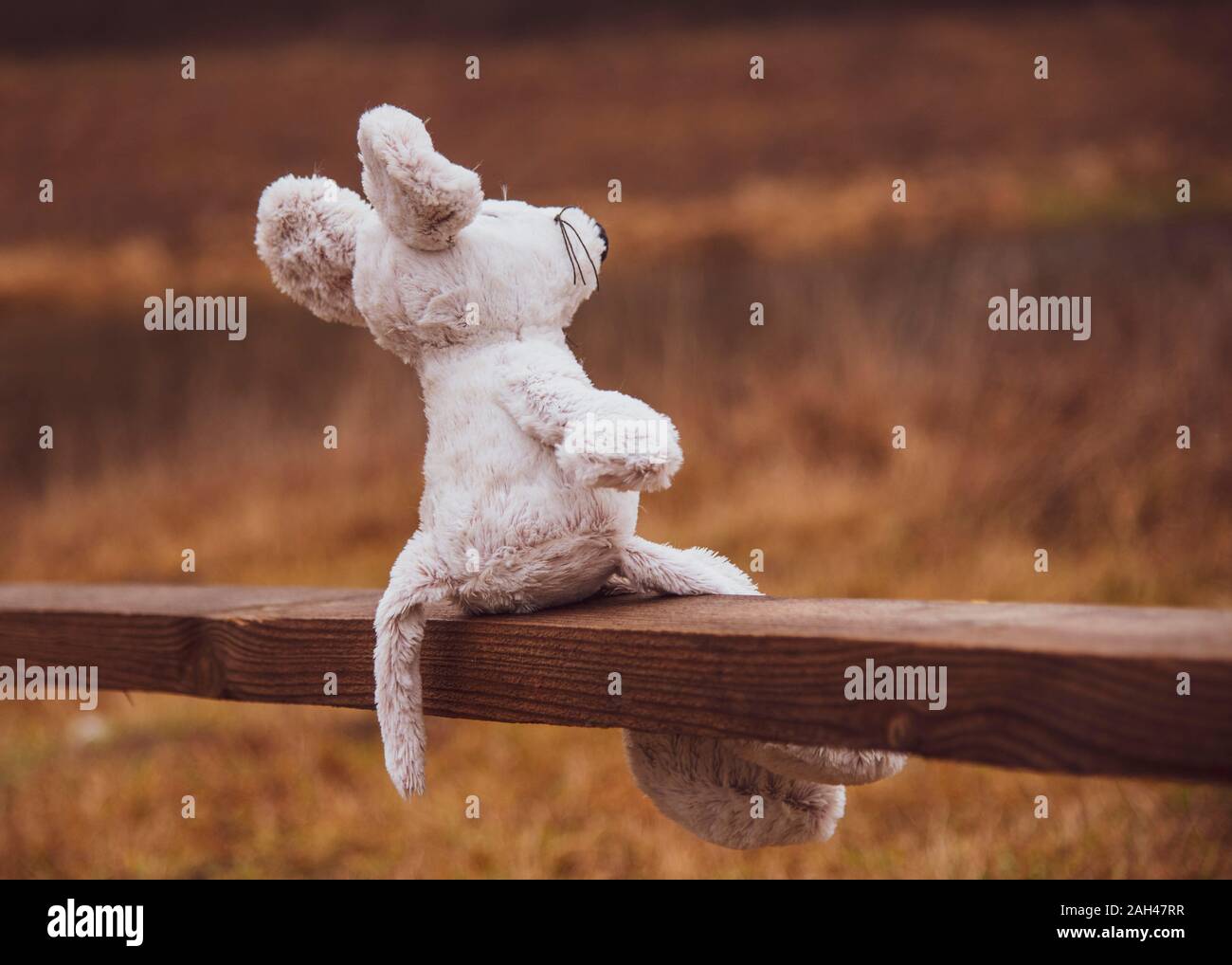 Old Abandoned Sad Teddy Bear Stuffing Stock Photo 484950322