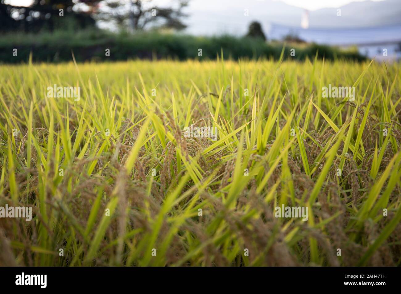 Japan, Takayama, Close-up of yellow blades of grass Stock Photo