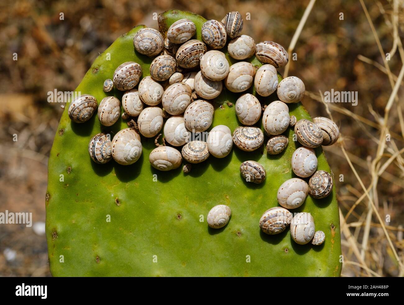 Spain, Canary Islands, Prickly pear cactus covered in snails Stock Photo