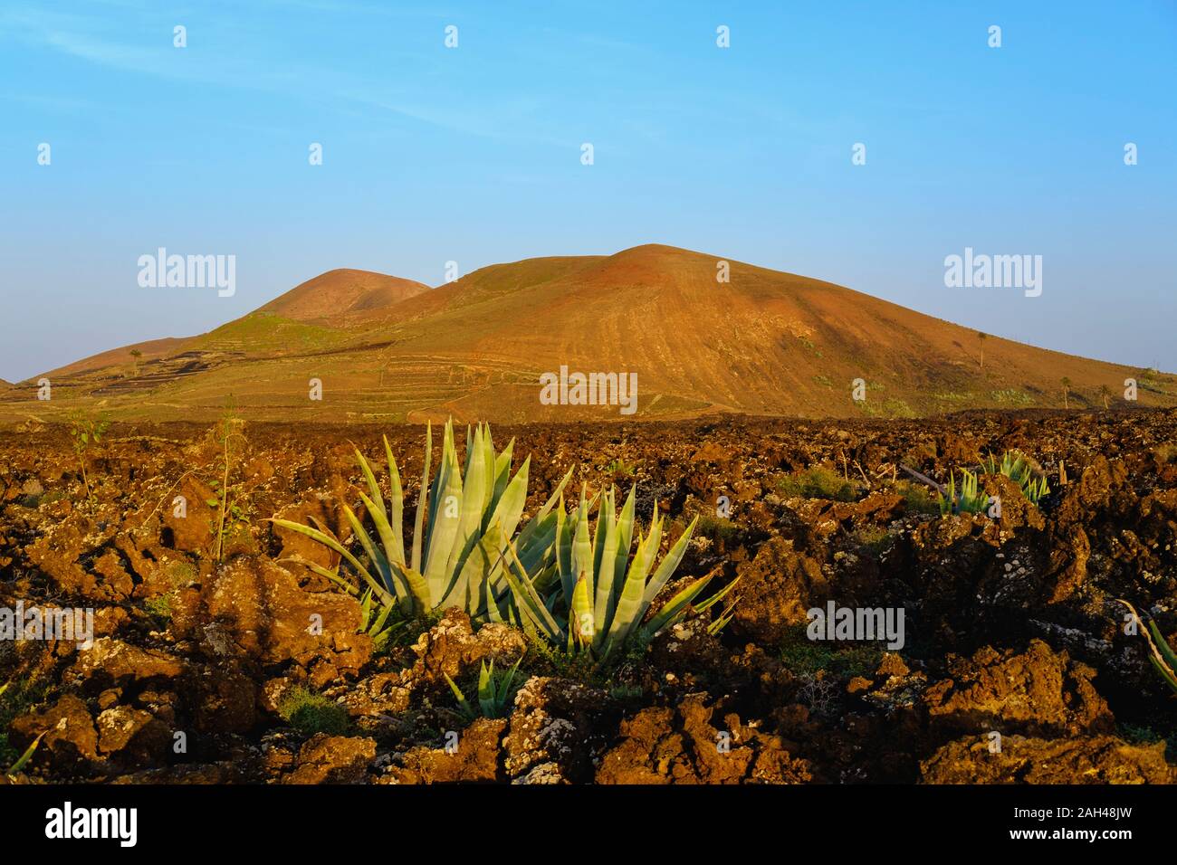 Spain, Canary Islands, Lanzarote, Caldera Los Rostros and Montana del Cortijo, Agave growing in landscape Stock Photo