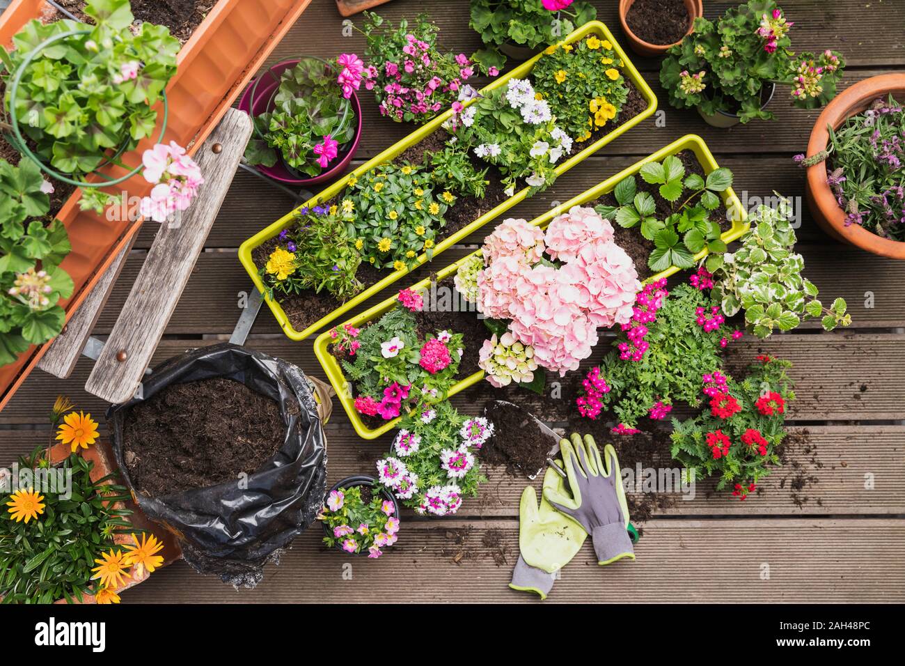 Colorful freshly potted summer flowers Stock Photo