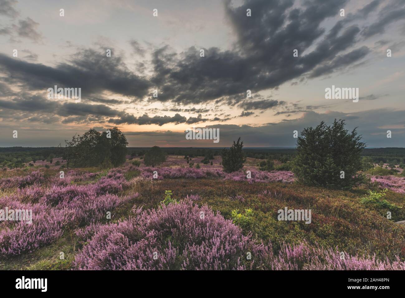 Germany, Lower Saxony, Luneburg Heath, Fields with heath at sunset Stock Photo