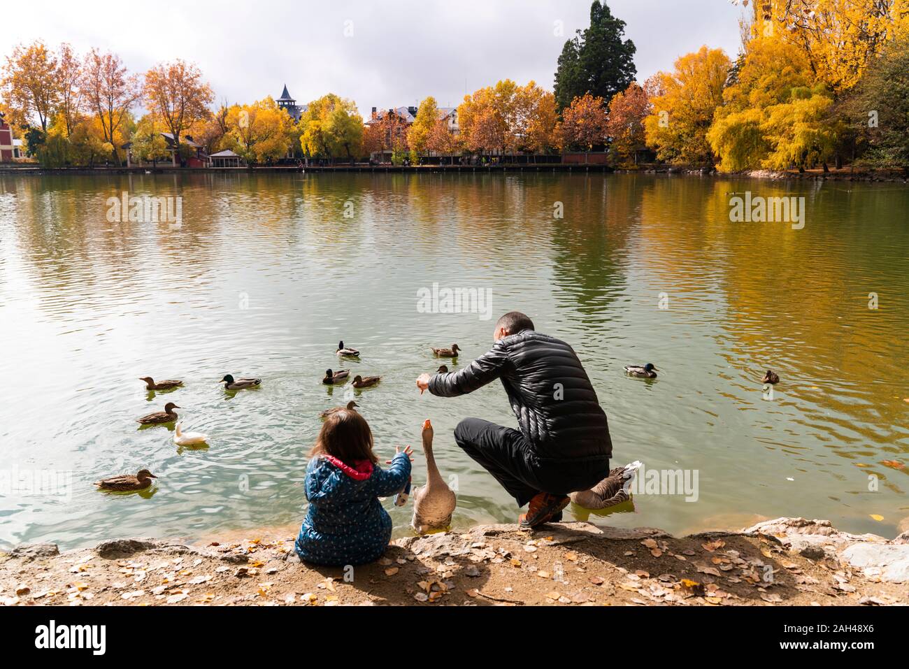 Father and daughter feeding ducks at lakeshore Stock Photo