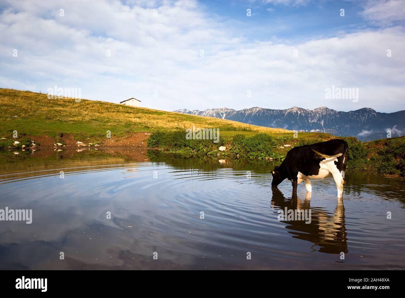 Italy, Verona, Lessinia, Cows drinking from pond in field Stock Photo
