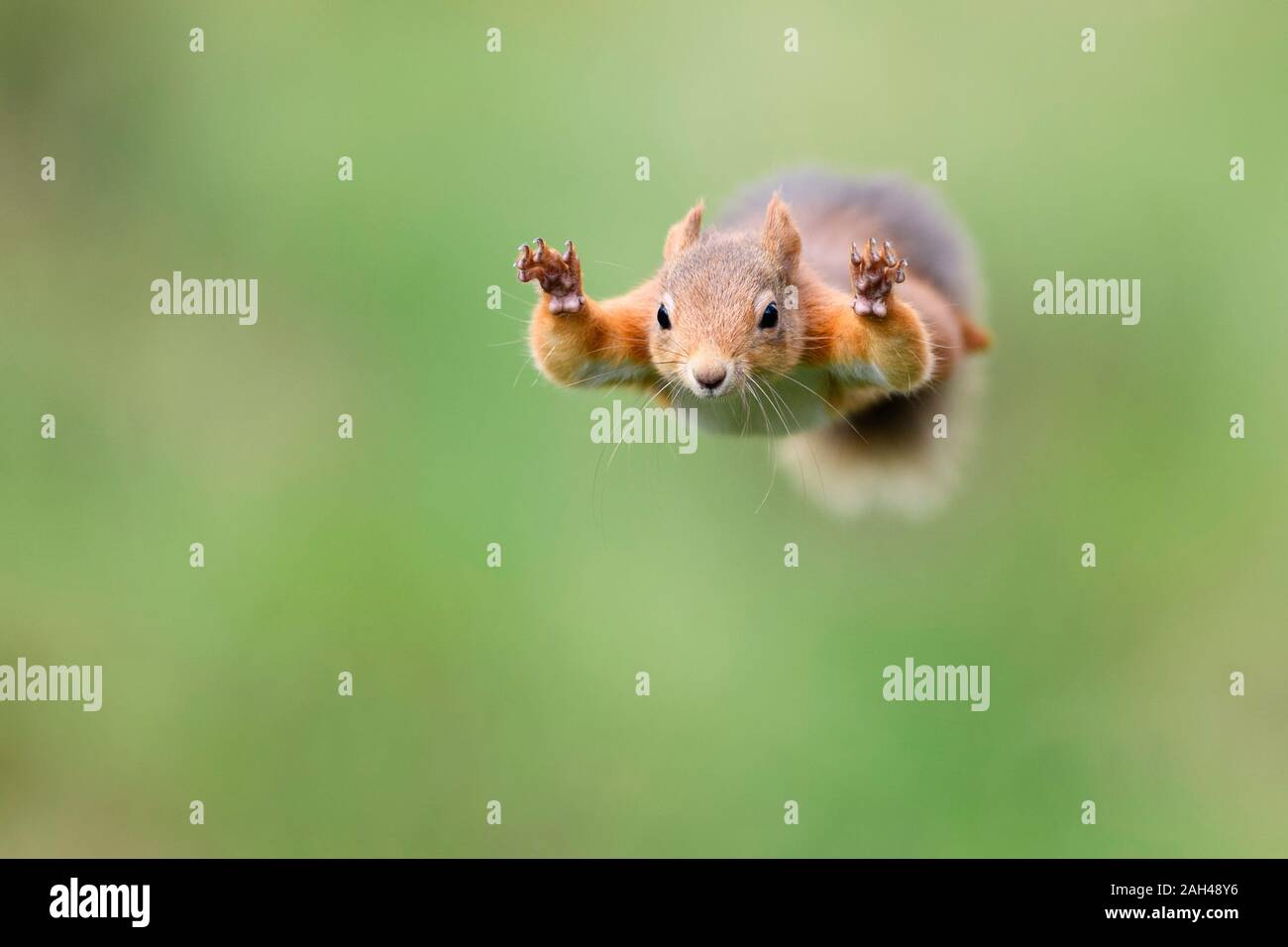 Red Squirrel jumping Stock Photo