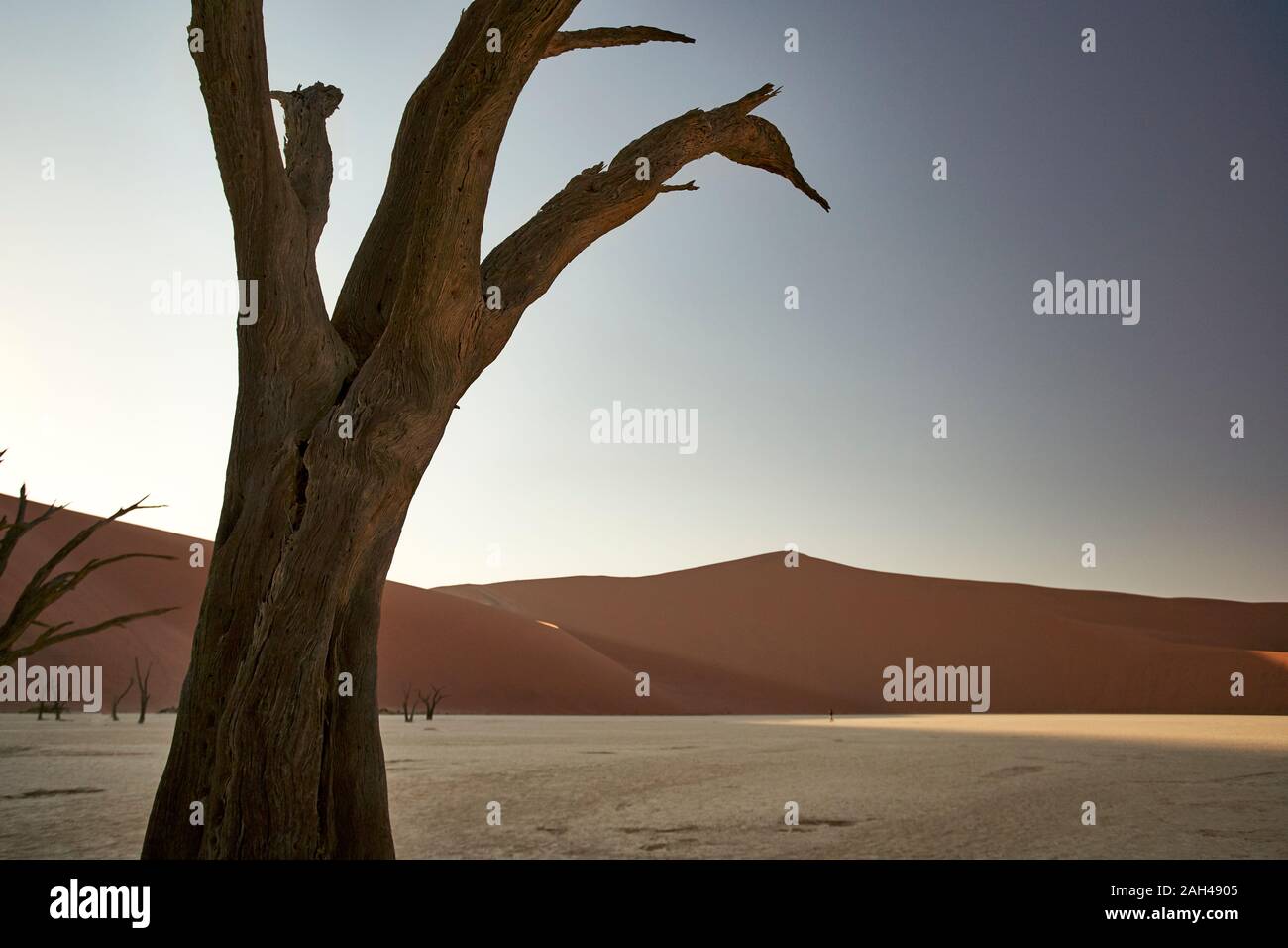 Dead tree in Deadvlei at sunrise, Sossusvlei, Namib desert, Namibia Stock Photo