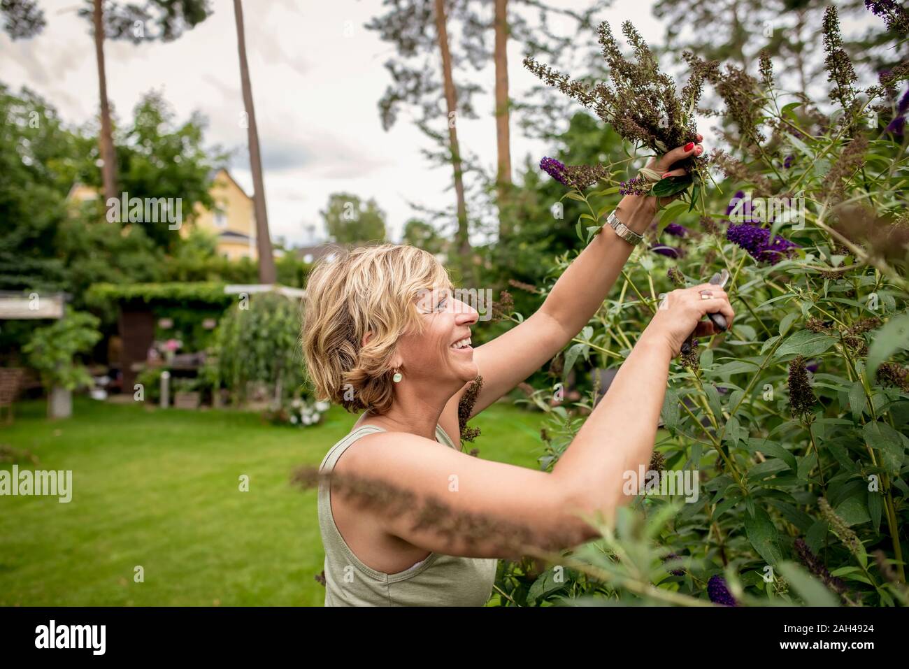 Happy woman gardening pruning butterfly bush Stock Photo