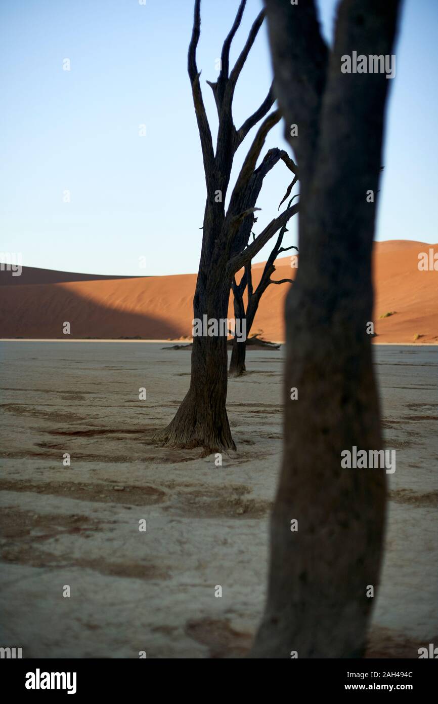 Dead trees in Deadvlei at sunrise, Sossusvlei, Namib desert, Namibia Stock Photo