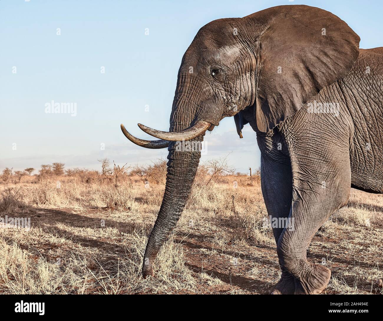 African Elephant with big tusks in Kruger National Park, South Africa Stock Photo