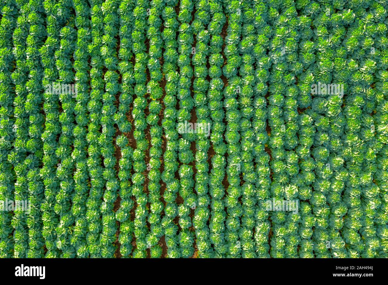Scotland, East Lothian, Field of brussels sprouts (Brassica oleracea) Stock Photo