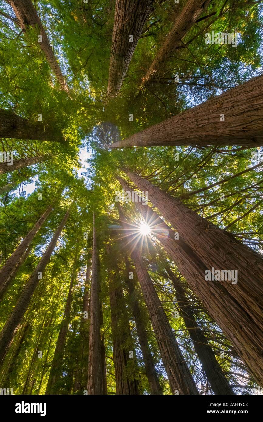 New Zealand, Oceania, North Island, Rotorua, Hamurana Springs Nature Reserve, Low angle view of Redwood Forest (Sequoioideae) Stock Photo
