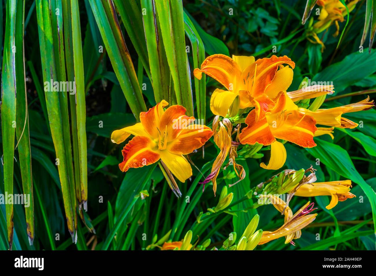 hemerocallis frans hals, Dutch cultivar specie of the daylily, popular colorful garden flowers Stock Photo