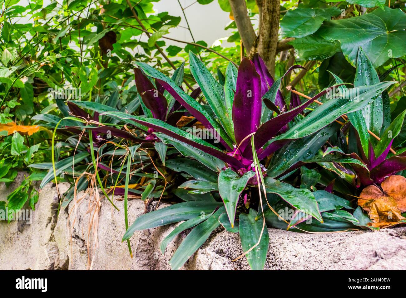 closeup of a boatlily, popular tropical garden plant, exotic specie from America Stock Photo