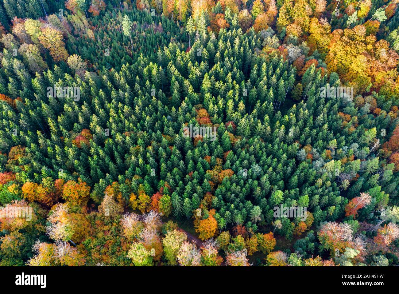 Germany, Baden-Wurttemberg, Aerial view of Swabian-Franconian Forest in autumn Stock Photo