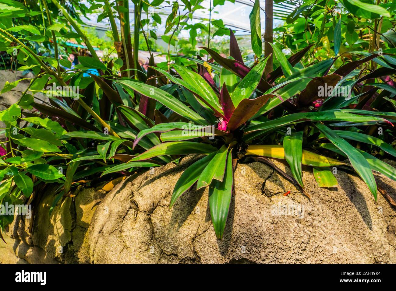 moses in the cradle, popular ornamental garden plant, exotic specie from america Stock Photo