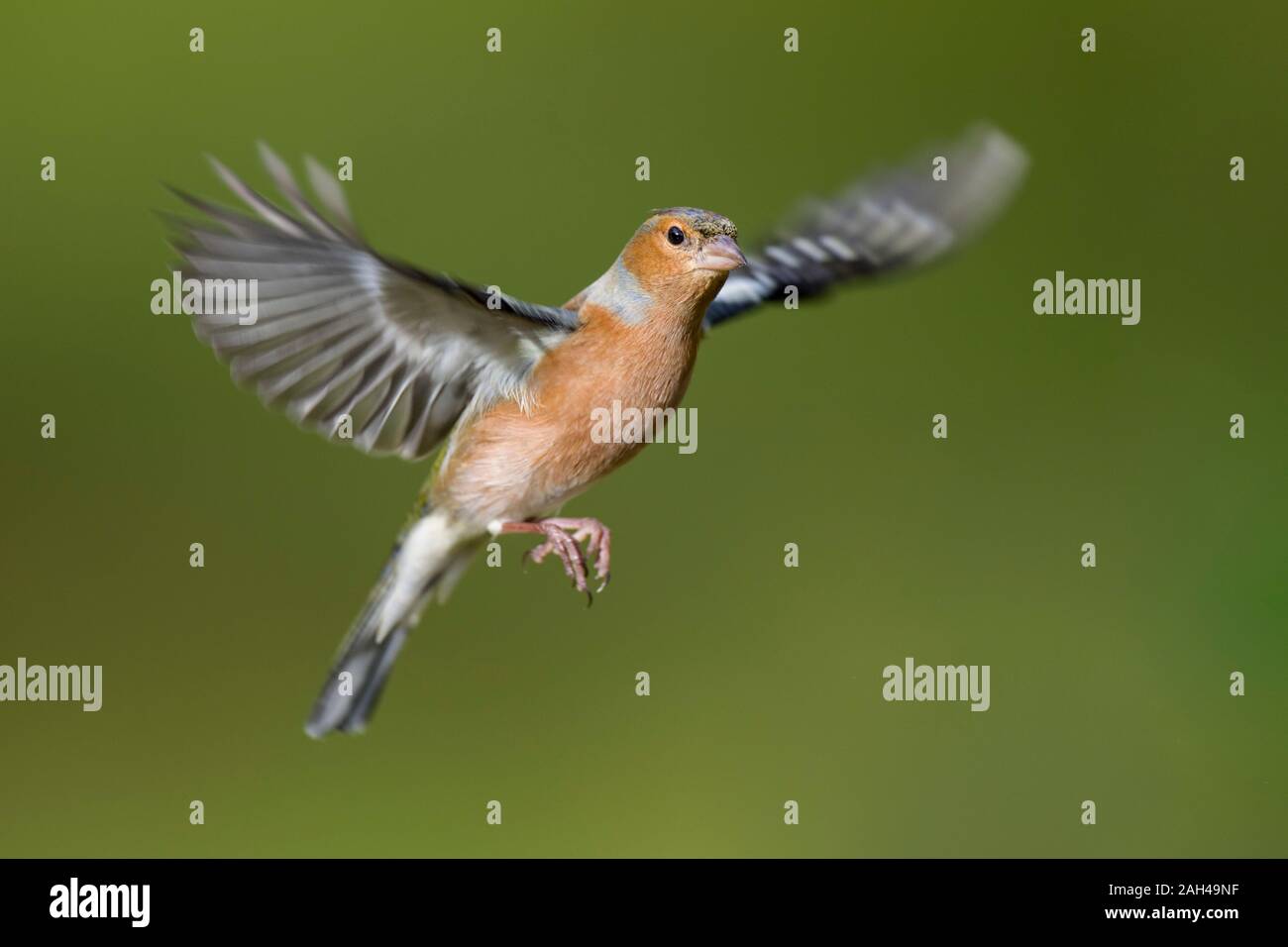 Male Chaffinch, Fringilla coelebs, flying Stock Photo