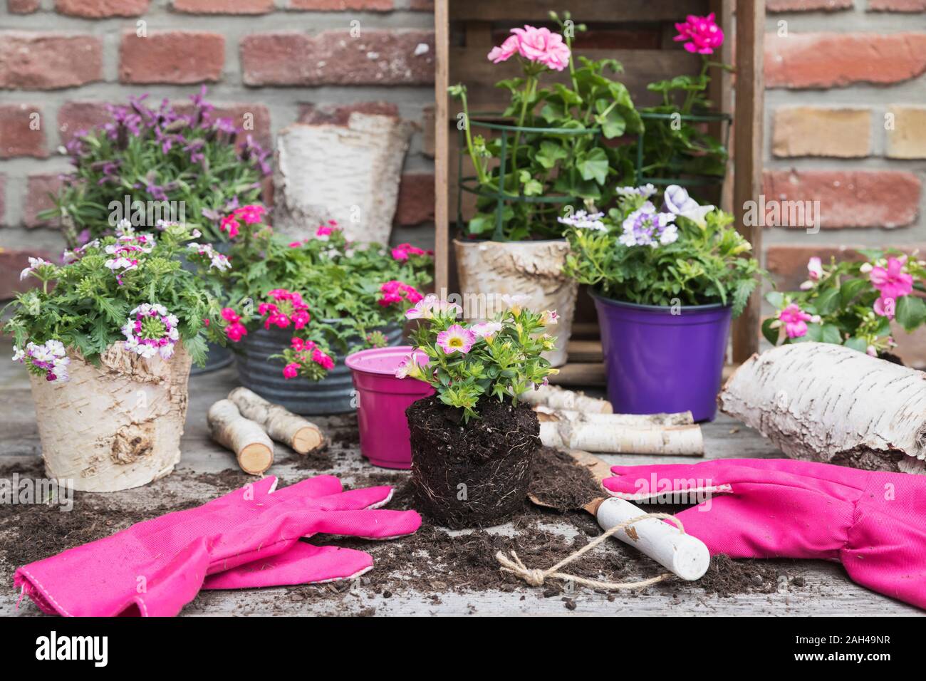 Flowers in pots and gardening gloves Stock Photo