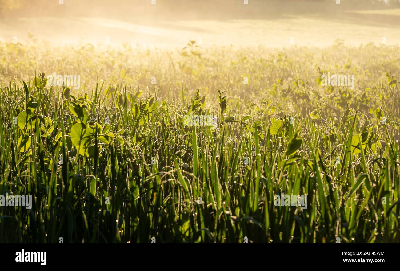 Germany, Upper Bavaria, Toelzer Land, Meadow in morning light Stock Photo