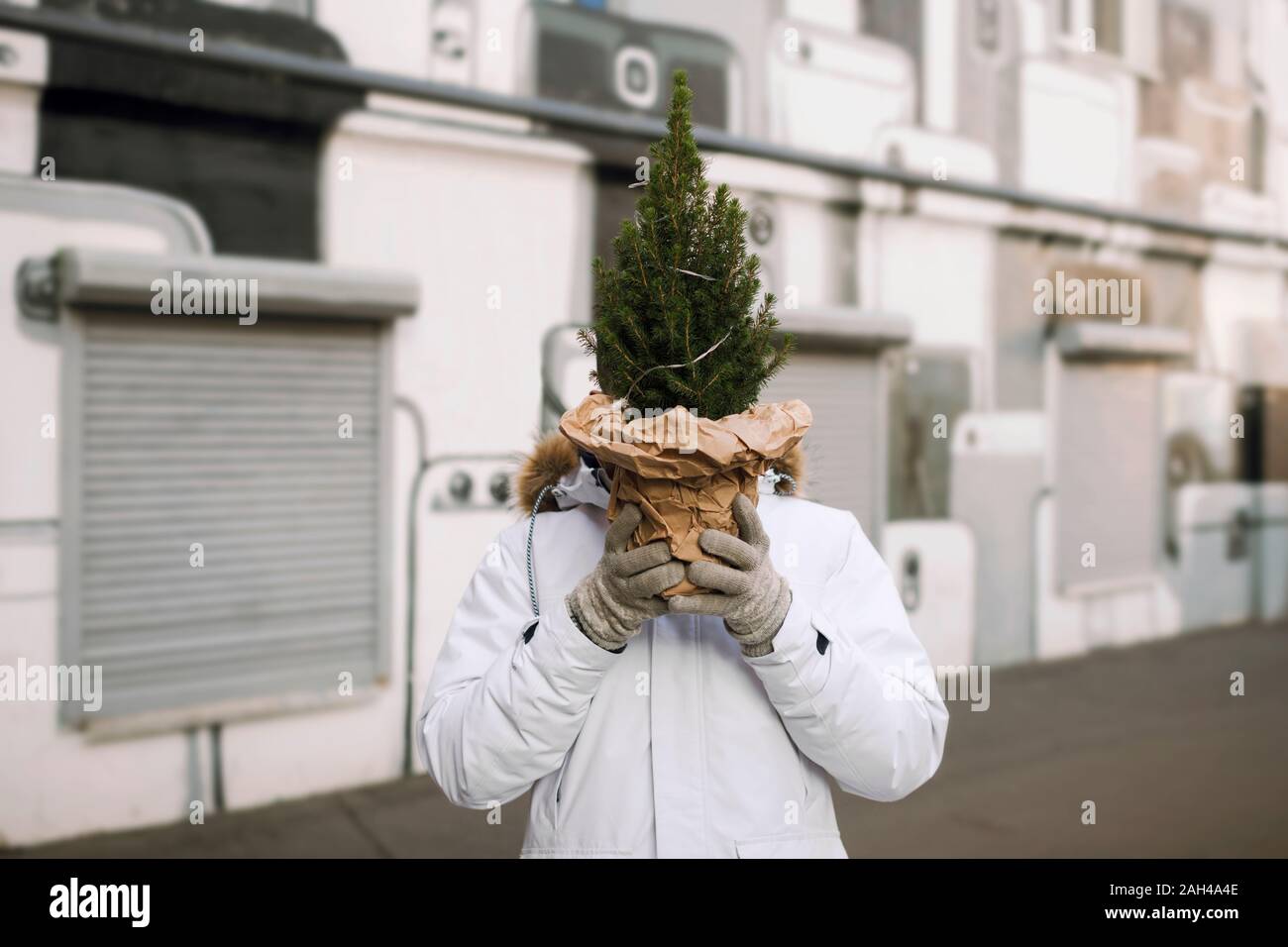 Young man hiding his head behind Christmas tree on the street Stock Photo