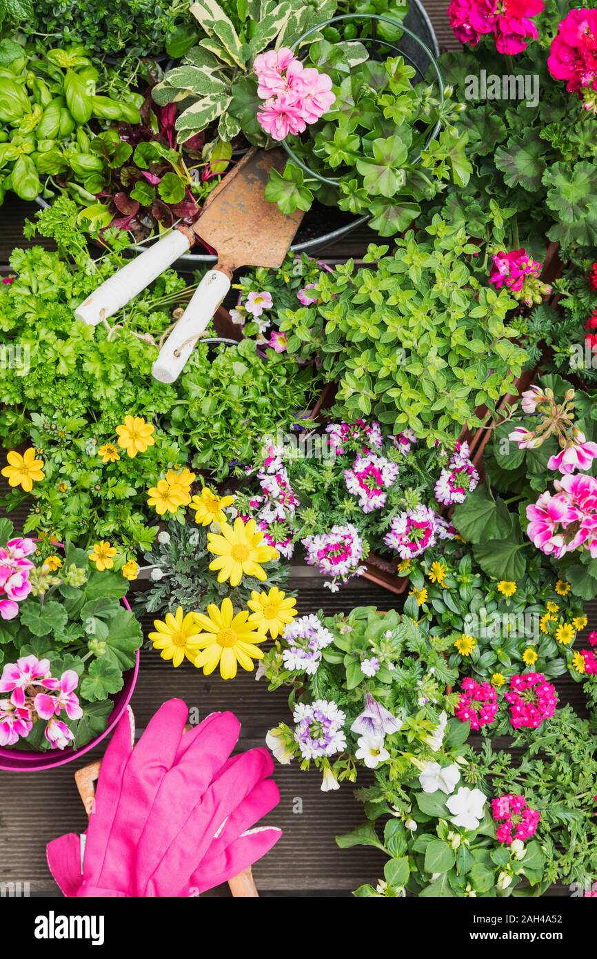 Colorful freshly potted summer flowers and herbs Stock Photo