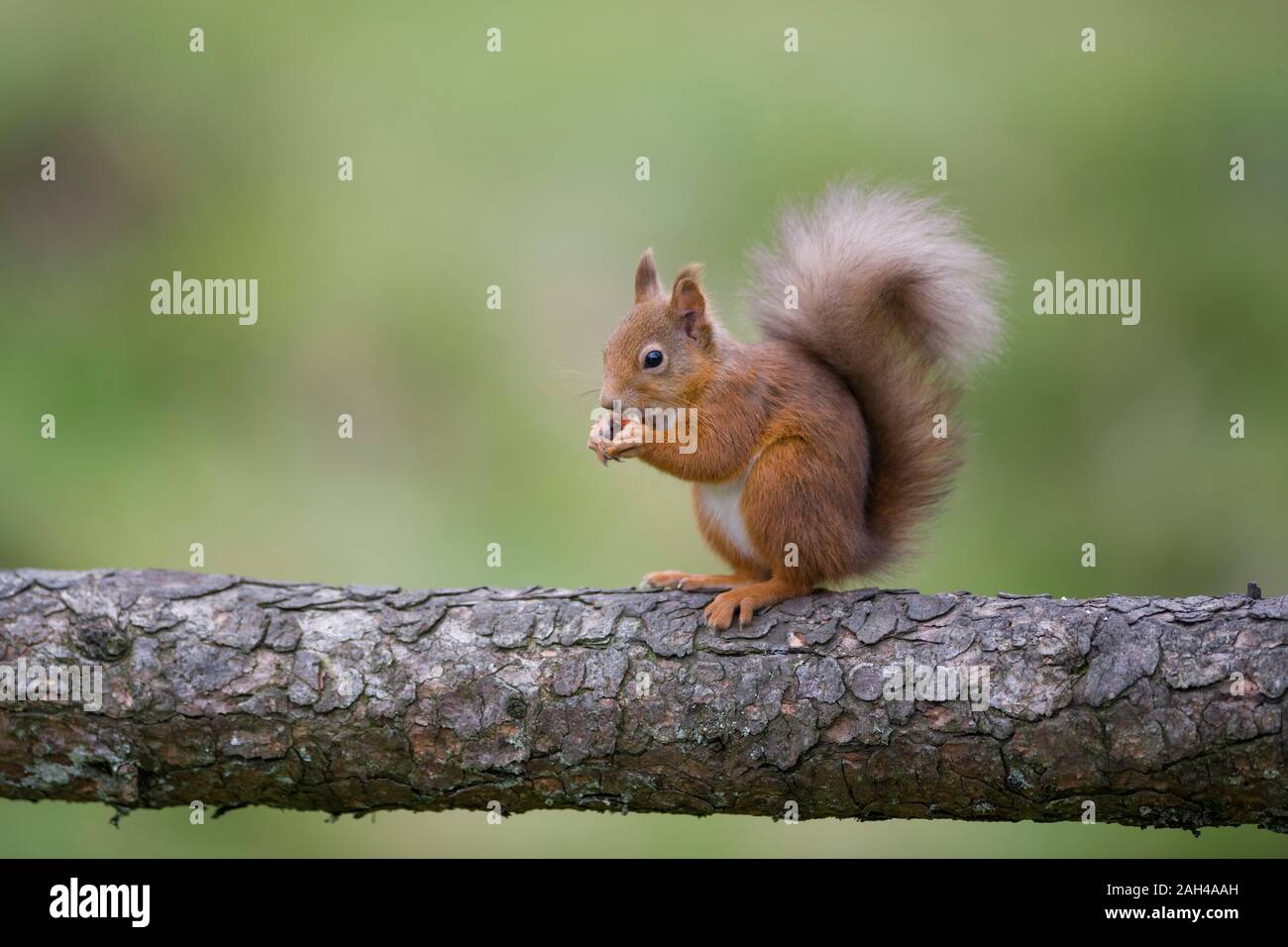 Red Squirrel eating Stock Photo